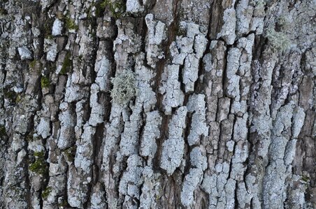 Leann texture tree bark photo