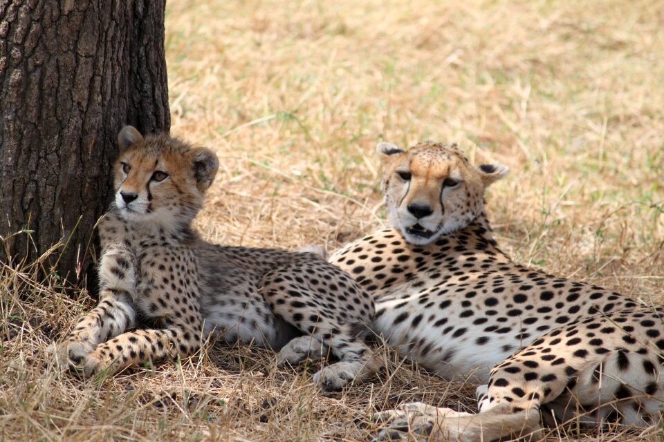 Wildlife animal nature
