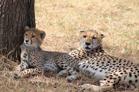 Wildlife animal nature