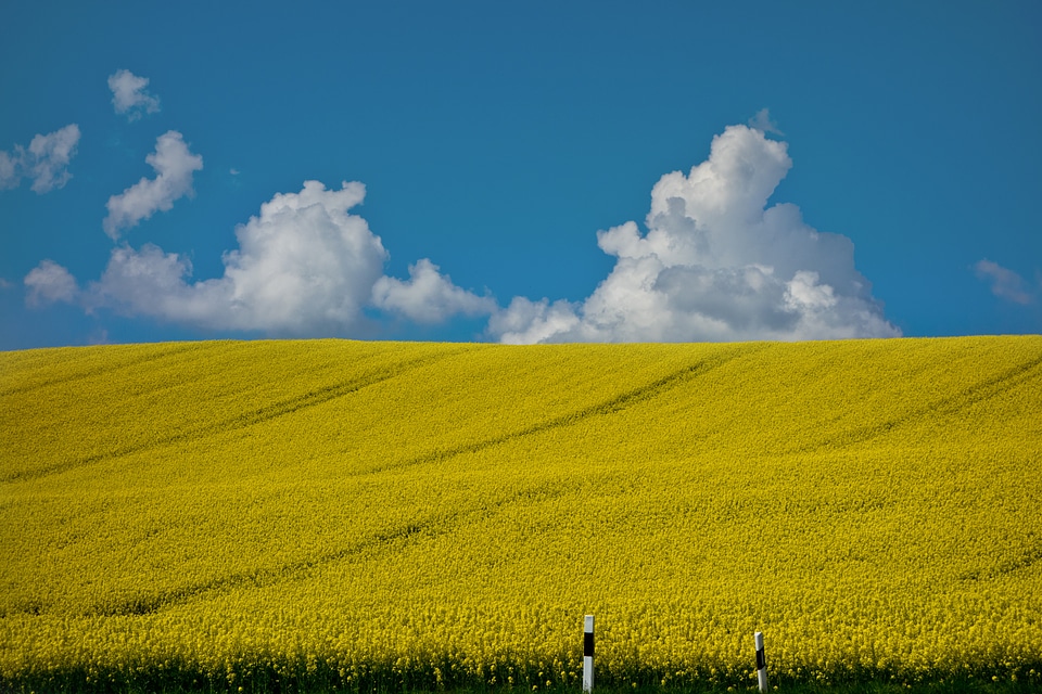 Field landscape sky