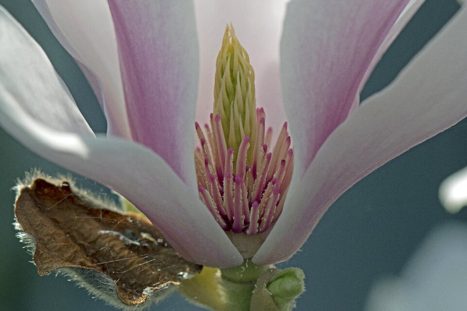 Blossom bloom insight