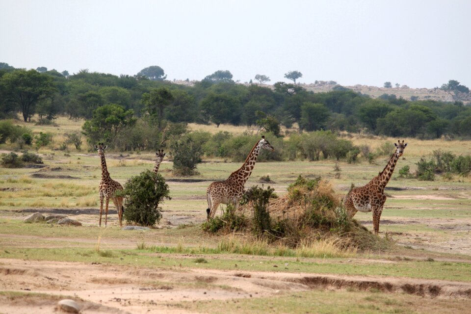 Nature kenya tanzania