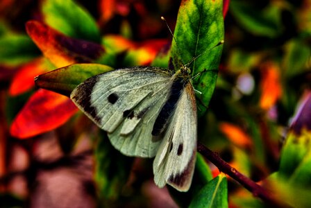 Spring green insects photo