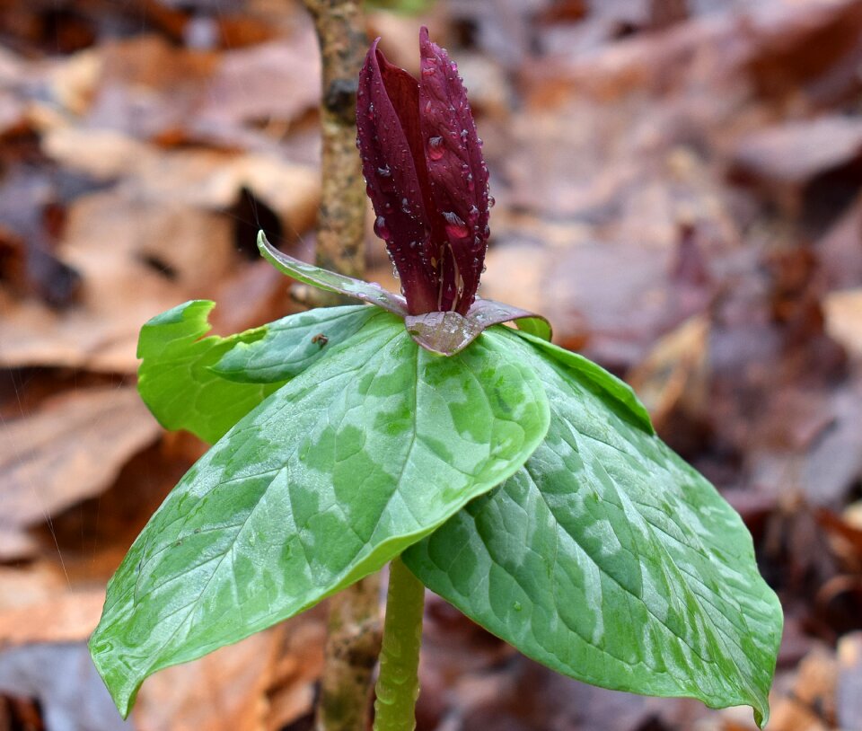 Rain velvet-red wildflower