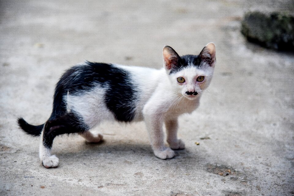 Cute persistent petite