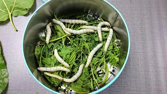 Silkworm mulberry leaf iron box