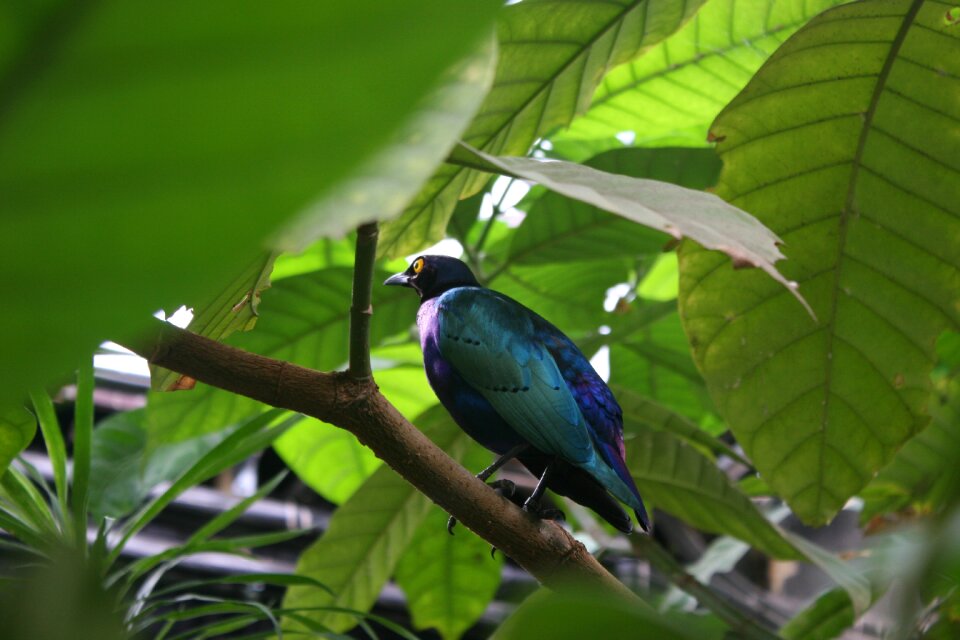 Nature wild wildlife