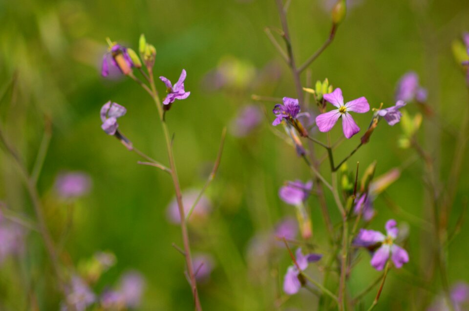 Native species nature
