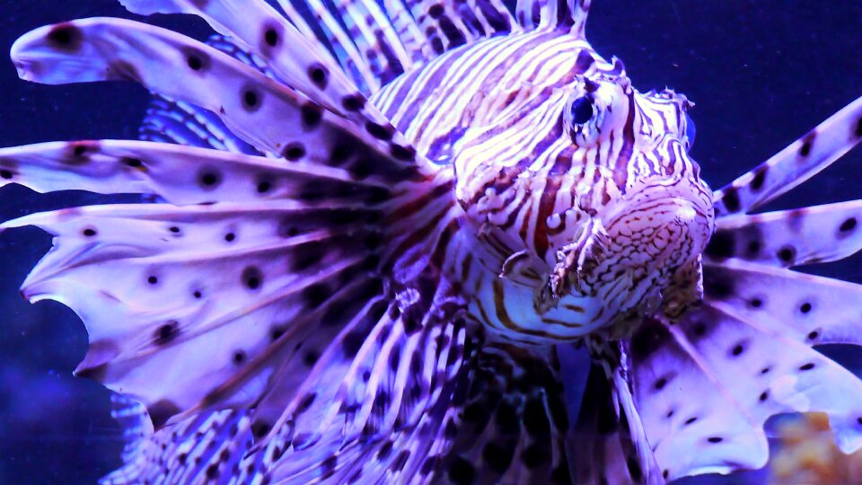 Underwater show aquarium fan shaped brustflossen