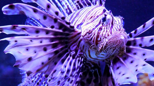 Underwater show aquarium fan shaped brustflossen photo