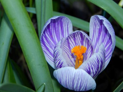 Purple spring crocus spring flower