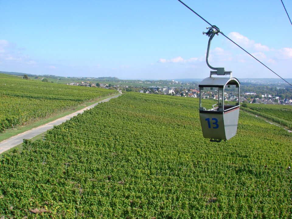 Landscape grapevines rhine