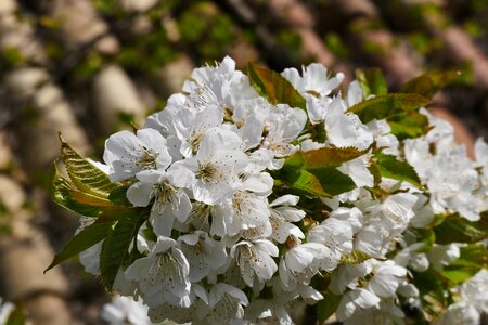 Apple tree blossom bloom