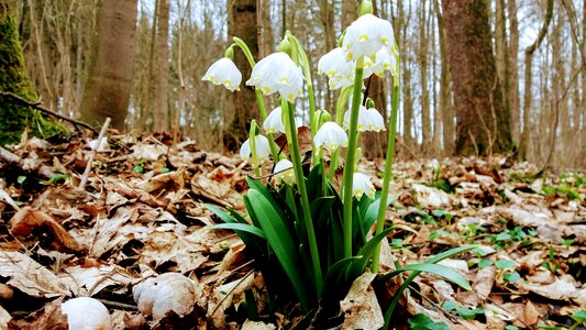Nature plants spring snowflake