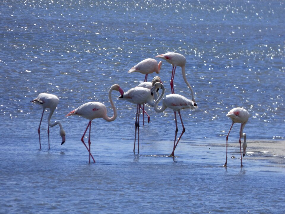 Delta del ebre marshes natural park