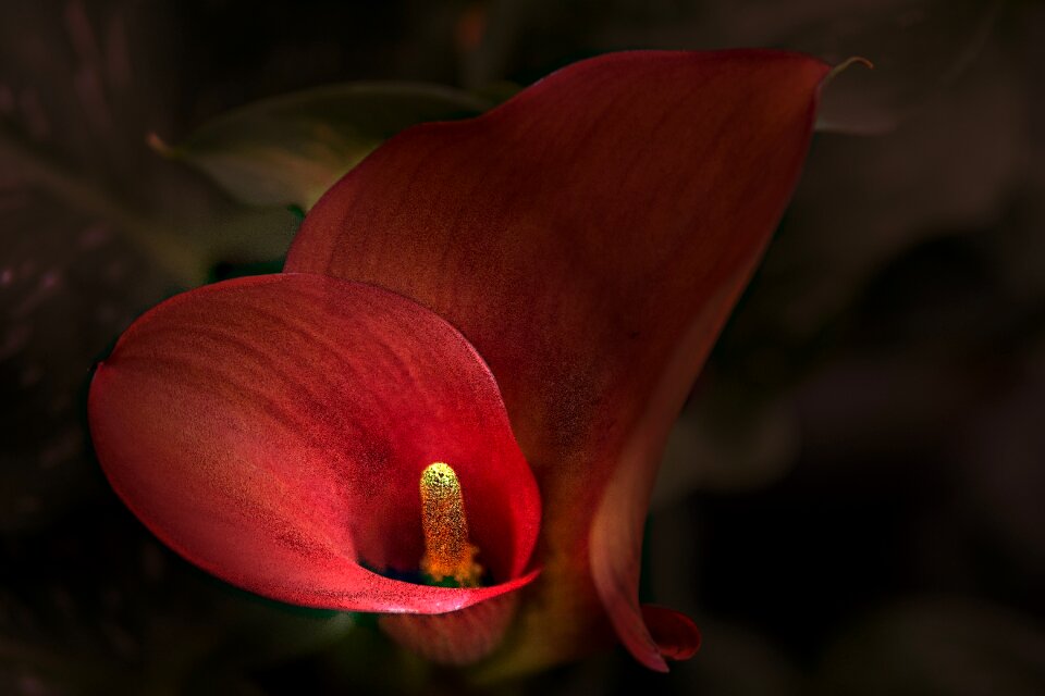 Bloom flamingo flower red