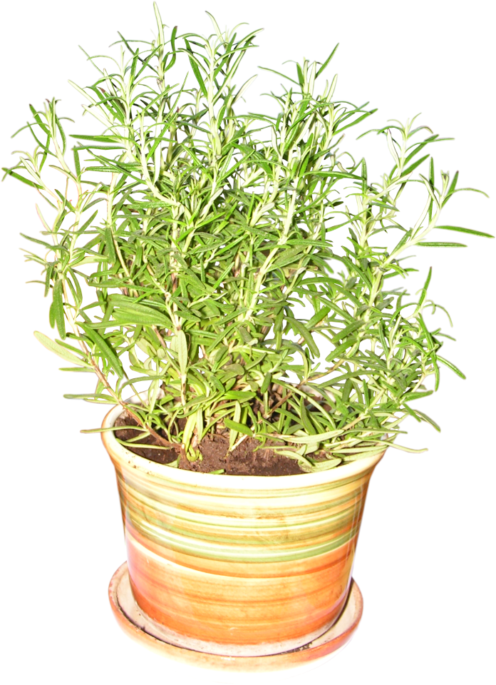 Spice flower pot the stem