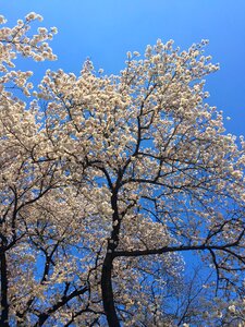 Blossom cherry japanese