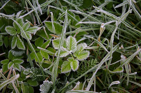 Frost living nature autumn