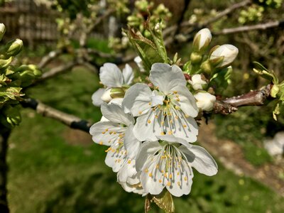 Nature garden branch