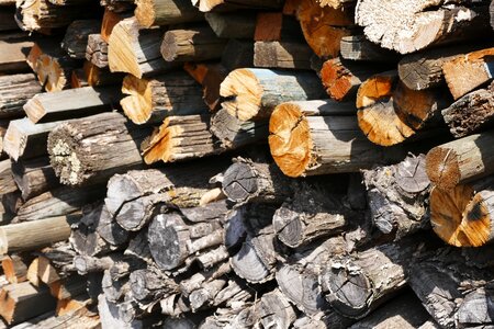 Growing stock stacked up firewood photo