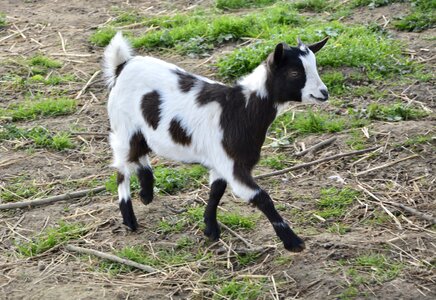 Goat black white photo