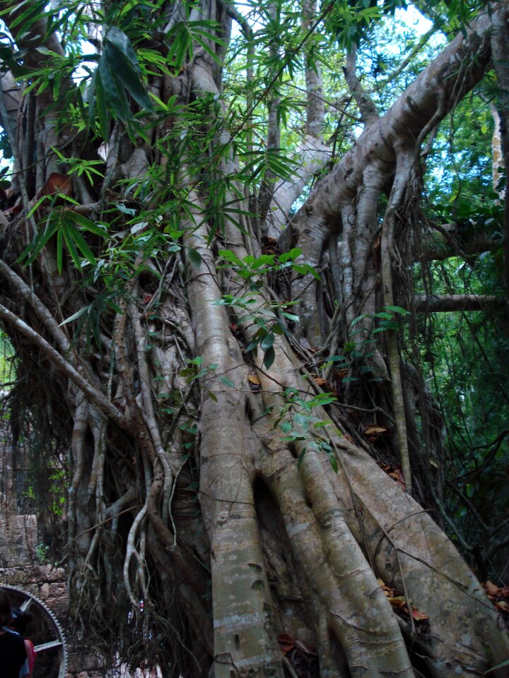 Nature trunk forest