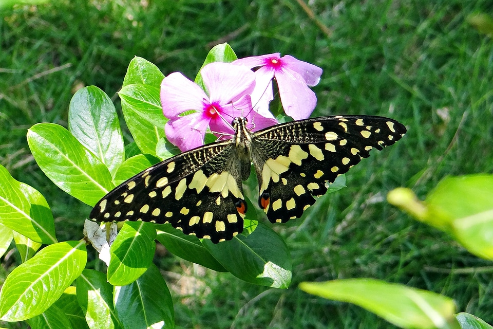 Lemon butterfly lime swallowtail small citrus butterfly