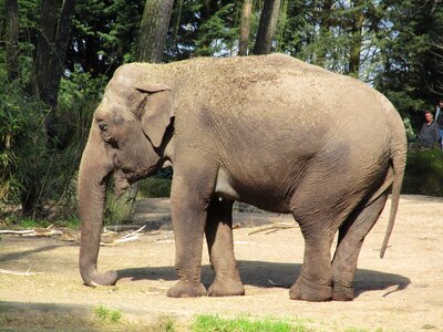 Pachyderm proboscis africa