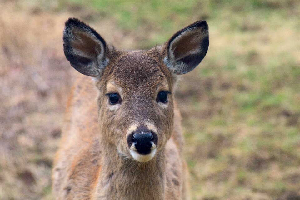 Wildlife animal mammal