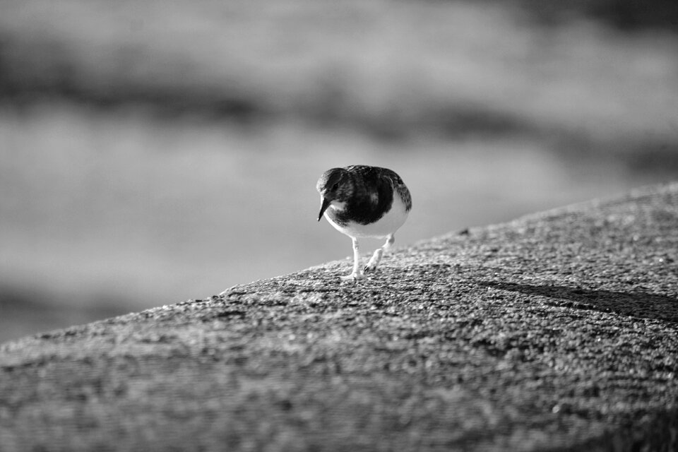 Sea ​​bird seabird animal