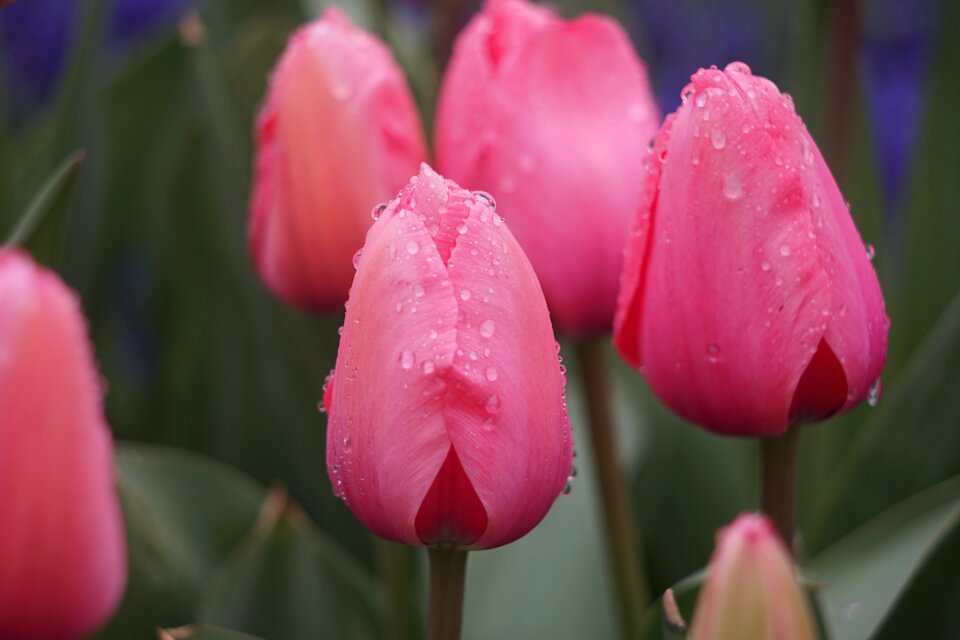 Tulip stone elephant lake chengdu