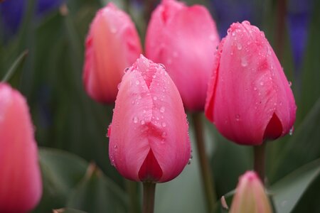 Tulip stone elephant lake chengdu photo