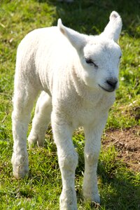 Young animal pasture photo