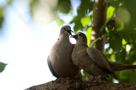 Trees wildlife