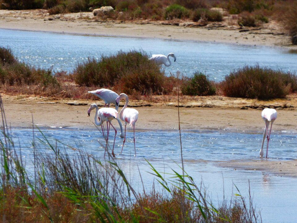 Delta del ebre marshes natural park