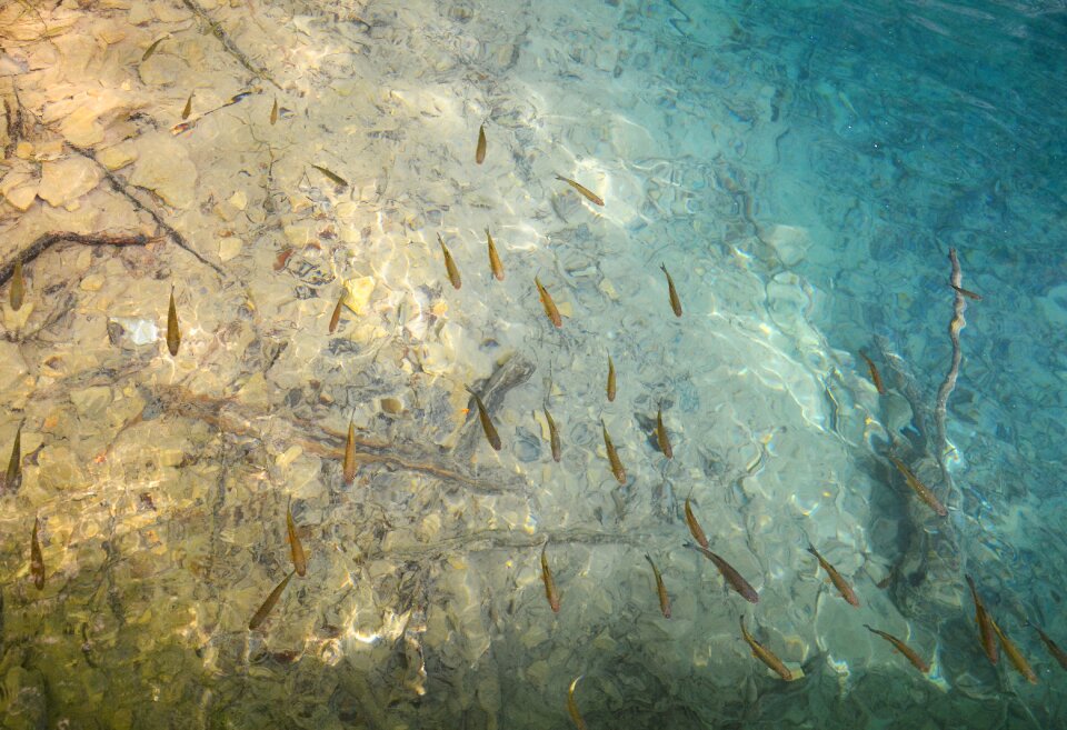 Fish swarm plitzvitzer lakes croatia photo