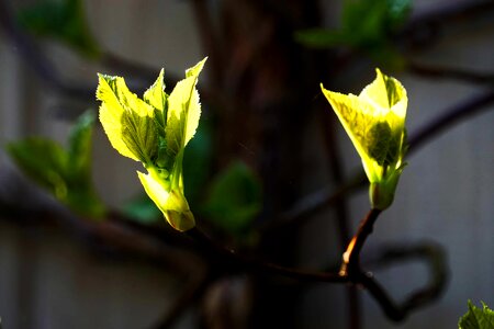 Light plant shadow photo