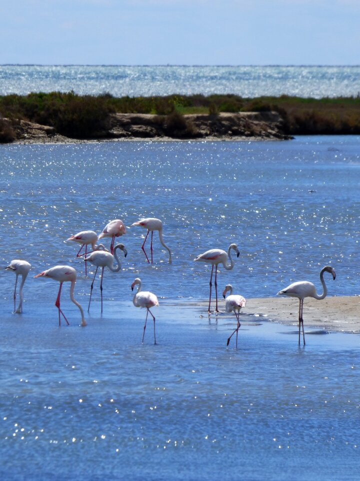 Delta del ebre marshes natural park