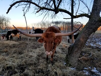 Texas longhorn horn photo