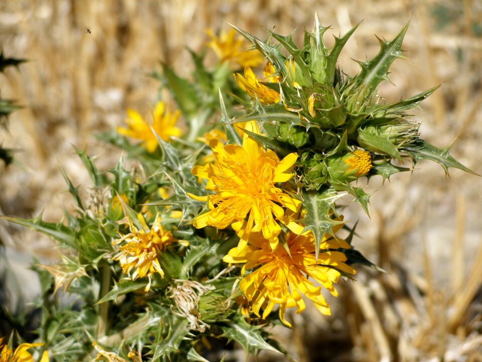 Nature botany spring