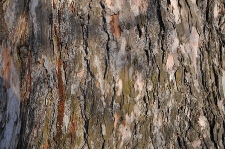 Tree bark texture large texture photo