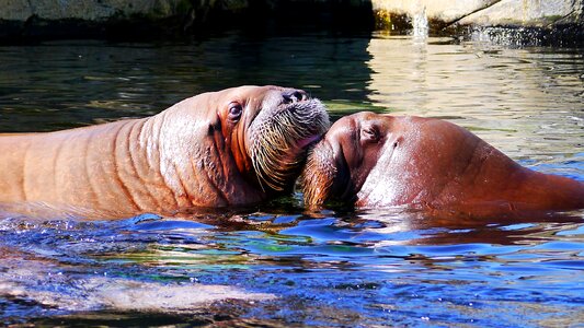 Marine life mammal snout