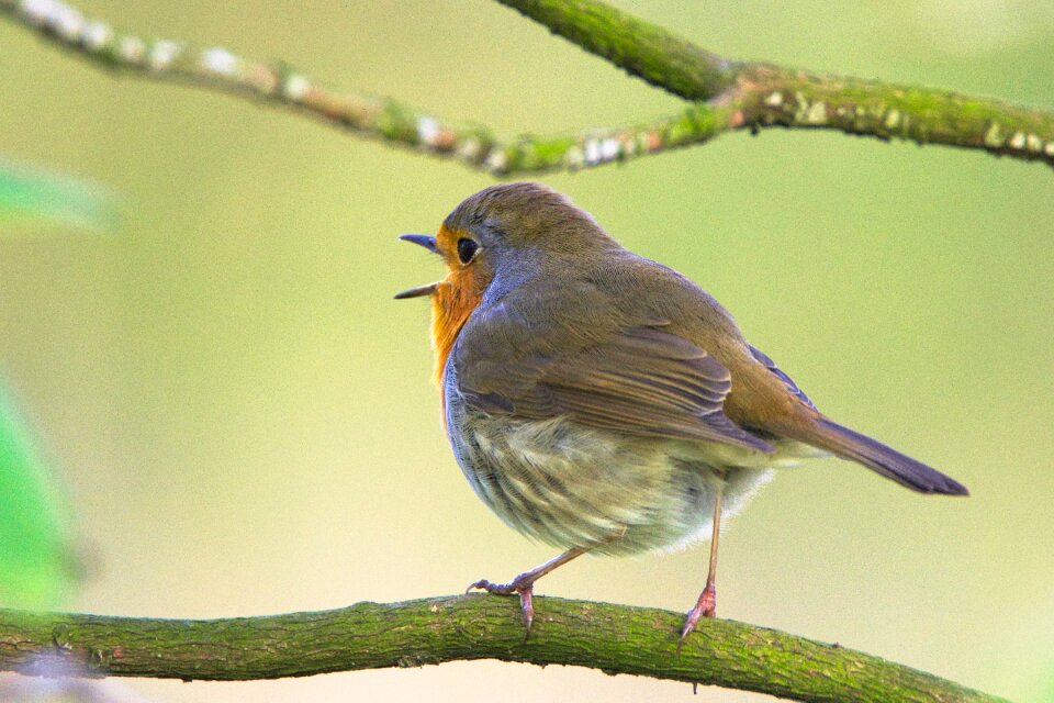 Sweet small bird feather