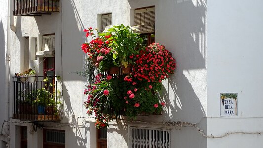 Cheerful window facade garden photo