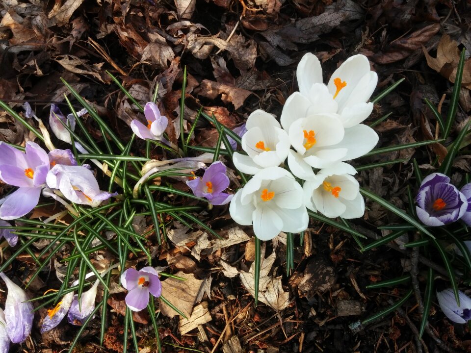 Spring crocuses
