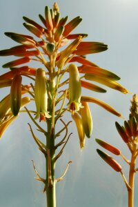 Aloe vera botanical