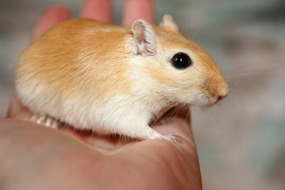 Rodent mongolian nager
