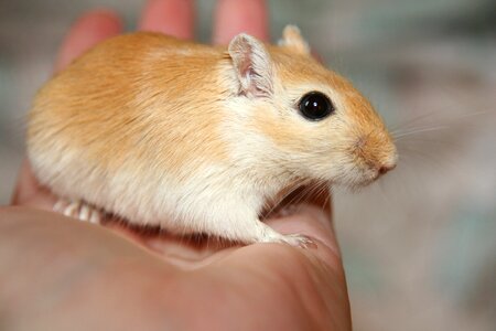 Rodent mongolian nager