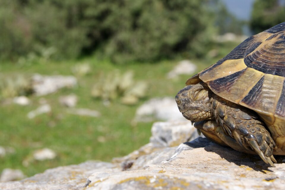 Tortoise calm nature